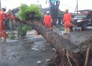 Angin Kencang Terjang Kota Jombang, Pepohonan Roboh dan Sejumlah Rumah Warga Rusak