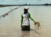 Masyaallah, Luas Sawah Di Jombang Yang Terendam Banjir Capai 180 Hektar