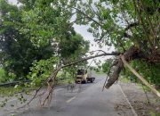 Banyak Pohon Rawan Roboh dibiarkan, Warga Di Jombang Resah