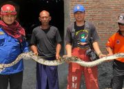 Ngeri, Ular Sangat Besar Masuk Ke Dalam Warung di Jombang