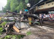 Diterjang Angin Kencang, Pohon Di Pasar Legi Jombang Roboh Menimpa Lapak Pedagang Daging Ayam