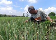 Petani Bawang Merah di Jombang Resah Dengan Serangan Hama Gurem dan Embun Upas