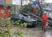 Pohon Roboh Menimpa Mobil dan Lapak Pedagang Buah di Jombang