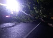 Lagi, Pohon Besar Tumbang Menutup Ruas Jalan di Kota Jombang