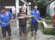 Heboh Ular Piton Sangat Besar Bersarang Di Belakang Rumah Warga Di Jombang