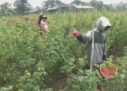 Wow, Tanam Bunga Mawar Merah, Petani Di Jombang Ini Raup Jutaan Rupiah Perhari