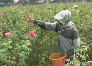 Jelang Ramadhan, Petani Bunga Mawar Di Jombang Ketiban Berkah