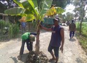 Geram, Warga Nganjuk Nekat Tanam Pohon Pisang di Tengah Jalan