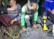 Heboh, Ular Sangat Besar Muncul Di Tengah Kota Jombang