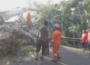 Gegara Pohon Raksasa Berusia Ratusan Tahun Roboh, Ruas Jalan Nasional di Jombang Macet Total