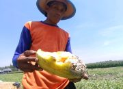 Turun Hujan Di Musim Kemarau, Petani Buah Timun Mas di Jombang Menjerit