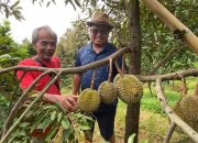 Petani Durian di Wonosalam Jombang Sukses Budidayakan Musang King dan Duri Hitam Dari Malaysia