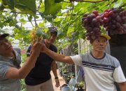 Manfaatkan Lahan Kosong, Pria di Bareng Jombang Sukses Budidayakan Buah Anggur Dari Berbagai Negara